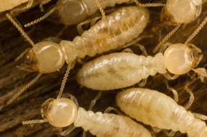 Diagnostic des termites à Meaux